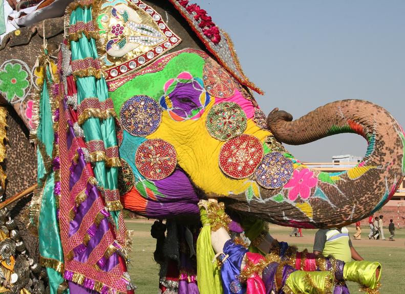 Maret 2017, Menyaksikan Festival Gajah di Jaipur India